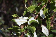 Spinoliva ilicifolia