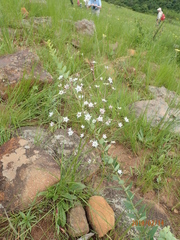 Alepidea peduncularis