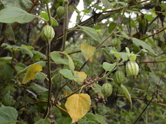 Physalis coztomatl