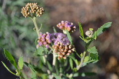 Tessaria absinthioides