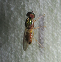 Microchrysa flaviventris