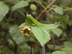 Physalis coztomatl
