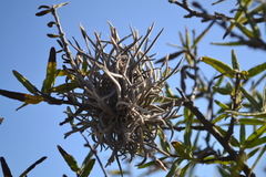 Tillandsia capillaris