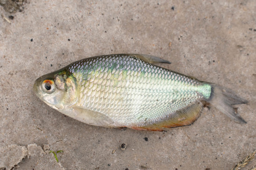 Ipau (Markiana nigripinnis) · iNaturalist