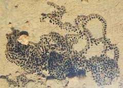 Vandijkophrynus