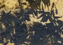 Vandijkophrynus