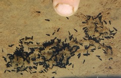 Vandijkophrynus