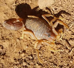 Parabuthus planicauda