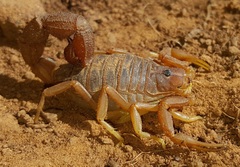 Parabuthus planicauda