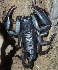 Hadogenes trichiurus