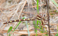 Cordulegaster bilineata