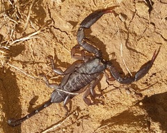Hadogenes trichiurus