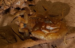 Uroplectes triangulifer