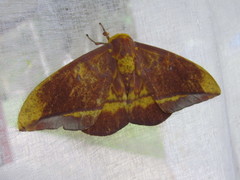 Eacles masoni