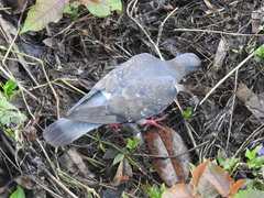Columba livia domestica