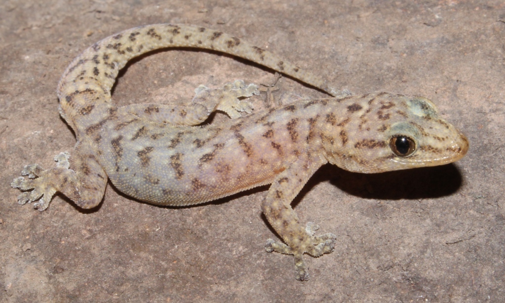 African Rock Geckos