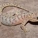 African Rock Geckos - Photo (c) Alex Rebelo, some rights reserved (CC BY-NC), uploaded by Alex Rebelo