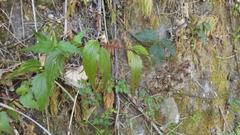 Eupatorium tashiroi