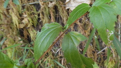 Eupatorium tashiroi