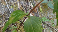 Eupatorium tashiroi