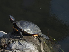 Trachemys scripta elegans