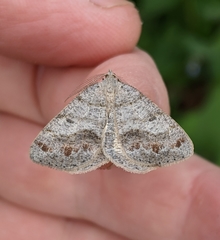 Macaria loricaria