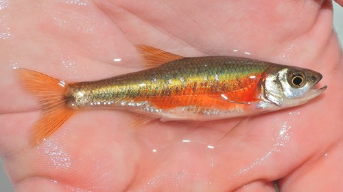 Rosyside Dace