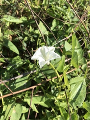 Ipomoea aquatica