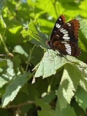 Limenitidini