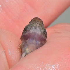 Cottus caeruleomentum