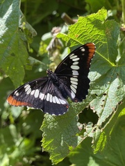 Limenitidini