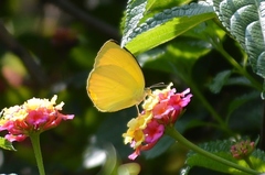 Pyrisitia dina