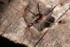 Leptomyrmex rothneyi