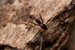 Leptomyrmex rothneyi