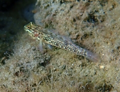 Coryphopterus dicrus
