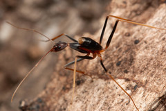 Leptomyrmex rothneyi