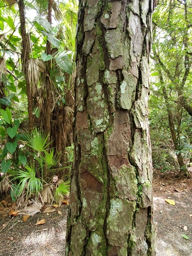 Pinus caribaea var. hondurensis