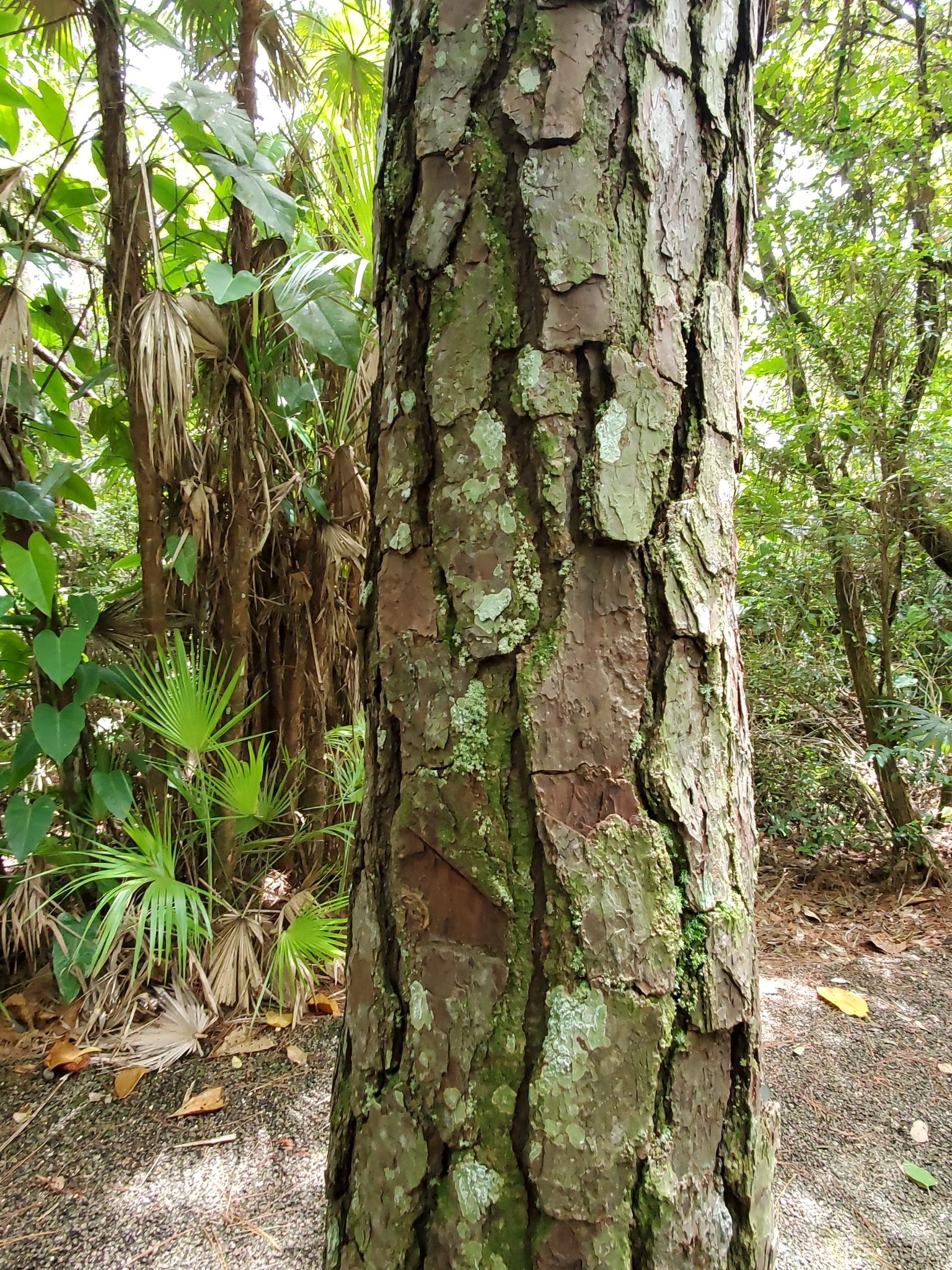 Pinus caribaea var. hondurensis
