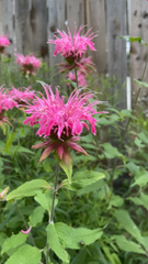 Monarda didyma