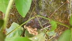 Millettia