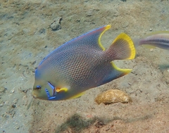 Holacanthus bermudensis