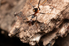 Leptomyrmex rothneyi