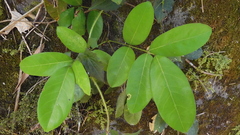 Millettia