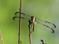 Libellula axilena