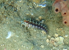 Parablennius marmoreus