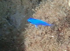 Chromis scotti