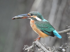 Alcedo atthis