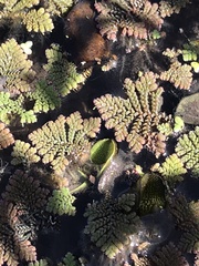 Azolla pinnata