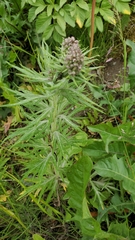 Artemisia tilesii