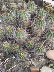 Echinocereus coccineus rosei